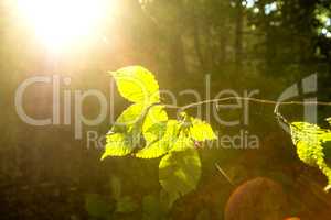 beech leaf in back light