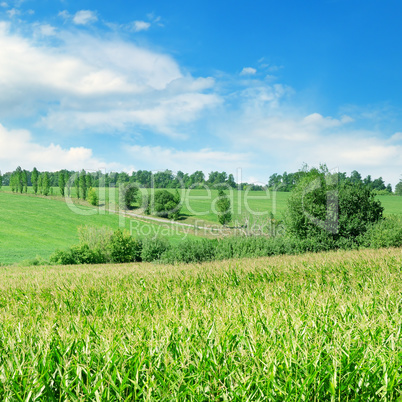 Green field with corn. Blue cloudy sky.