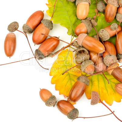 Acorns and oak leaves isolated on white background.