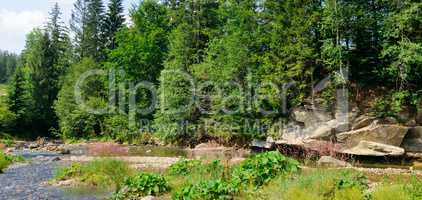 Mountain river and coniferous forest on a rocky shore. Location
