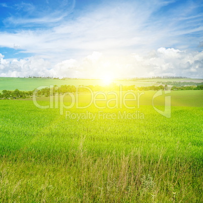 Green field and blue sky with light clouds. Above the horizon is