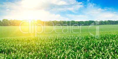 Sunrise over the corn field. Wide photo.