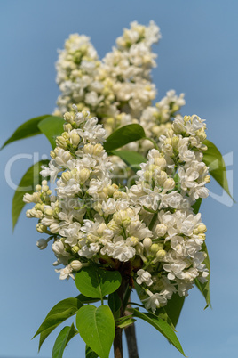 Flieder, Syringa vulgaris