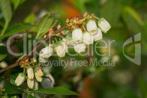 Heidelbeere, Vaccinium myrtillus