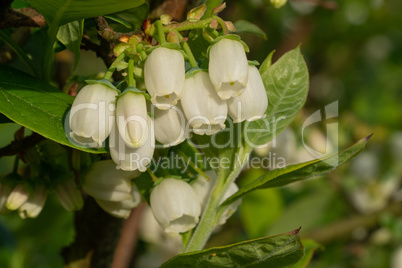 Heidelbeere, Vaccinium myrtillus