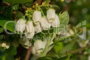 Heidelbeere, Vaccinium myrtillus
