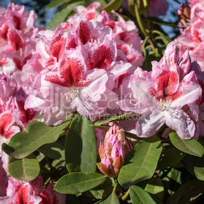 Rhododendron Hybrid Belami, Rhododendron hybrid