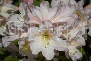 Rhododendron Hybrid Dufthecke, Rhododendron hybrid