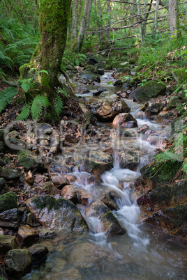 Small creek, landscape in Asturias, Spain