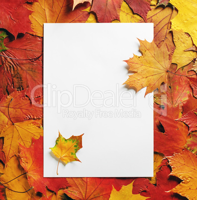 Paper, maple leaves