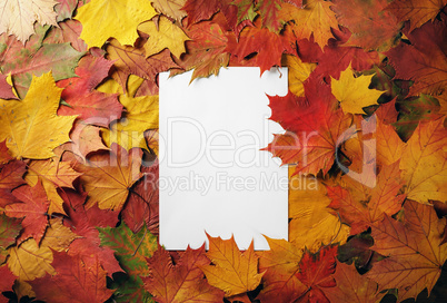 Letterhead, autumn foliage