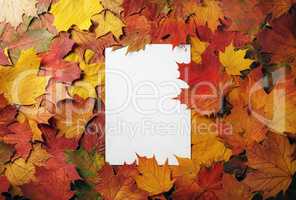 Letterhead, autumn foliage
