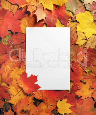 Letterhead, maple leaves