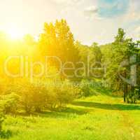 Natural forest with coniferous and deciduous trees, meadow and f