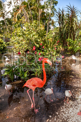 Caribbean flamingo Phoenicopterus ruber in a tropical garden