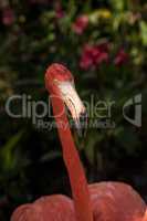 Caribbean flamingo Phoenicopterus ruber in a tropical garden