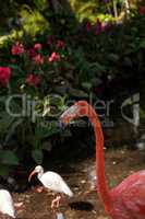 Caribbean flamingo Phoenicopterus ruber in a tropical garden