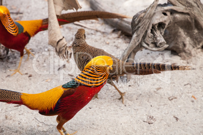 Mating display of a male Golden pheasant also called the Chinese