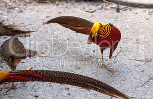 Mating display of a male Golden pheasant also called the Chinese