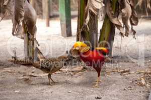 Mating display of a male Golden pheasant also called the Chinese