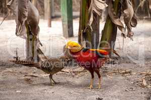 Mating display of a male Golden pheasant also called the Chinese