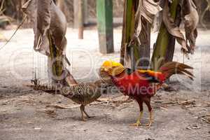 Mating display of a male Golden pheasant also called the Chinese