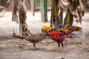 Mating display of a male Golden pheasant also called the Chinese