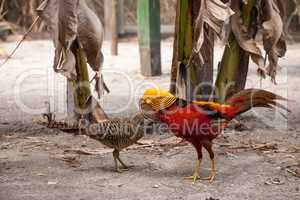 Mating display of a male Golden pheasant also called the Chinese