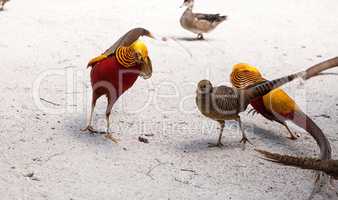 Mating display of a male Golden pheasant also called the Chinese