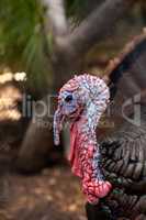 Close up of a male eastern wild turkey Meleagris gallopavo