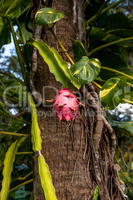 Pink dragon fruit hanging on a fine in a tropical garden