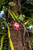 Pink dragon fruit hanging on a fine in a tropical garden