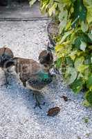 Female brown and green peacock or Indian peafowl