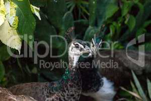 Female brown and green peacock or Indian peafowl