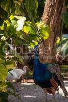 Blue and green peacock or Indian peafowl is also called Pavo cri