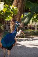 Blue and green peacock or Indian peafowl is also called Pavo cri