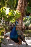 Blue and green peacock or Indian peafowl is also called Pavo cri