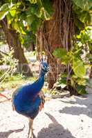 Blue and green peacock or Indian peafowl is also called Pavo cri