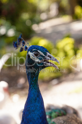 Blue and green peacock or Indian peafowl is also called Pavo cri