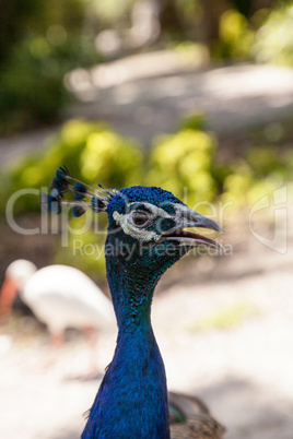 Blue and green peacock or Indian peafowl is also called Pavo cri