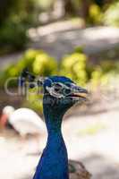 Blue and green peacock or Indian peafowl is also called Pavo cri