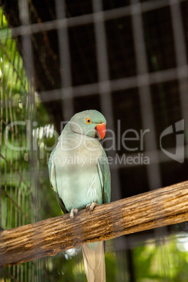 Pale blue Indian Ringneck Parakeet is also called the Noble Para