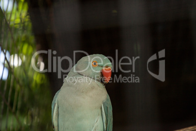 Pale blue Indian Ringneck Parakeet is also called the Noble Para