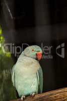 Pale blue Indian Ringneck Parakeet is also called the Noble Para