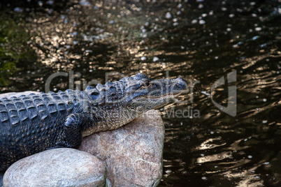 Young American Alligator Alligator mississippiensis