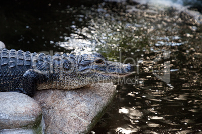 Young American Alligator Alligator mississippiensis