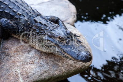 Young American Alligator Alligator mississippiensis