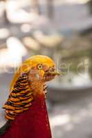Male Golden pheasant also called the Chinese pheasant or chrysol