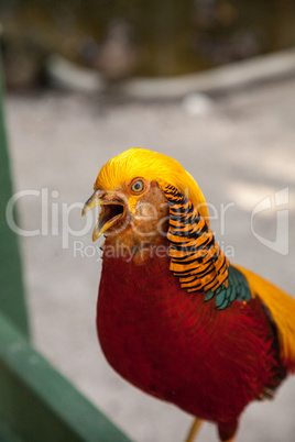 Male Golden pheasant also called the Chinese pheasant or chrysol