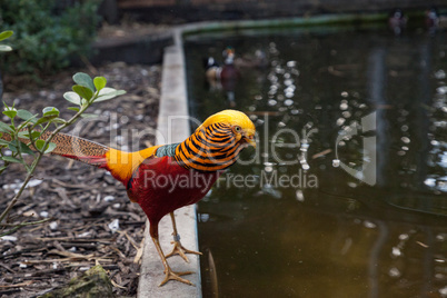 Male Golden pheasant also called the Chinese pheasant or chrysol